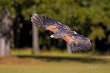 _DSC9637-DeNoiseAI-low-light-2.jpg