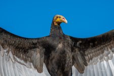 _DSC9778.jpg