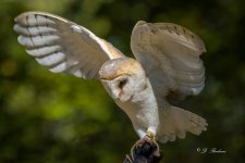 _DSC0141-DeNoiseAI-standard.jpg