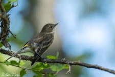 RD5_5559-Edit.jpg