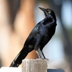 Grackle6.jpg