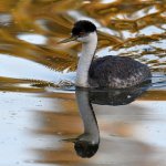 Grebe4.jpg