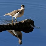Sandpiper2.jpg