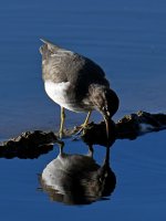 Sandpiper5.jpg