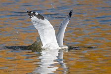 GullSequence-122.jpg