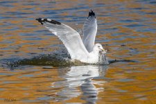 GullSequence-123.jpg
