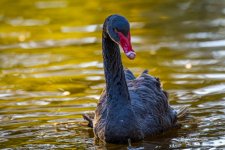 _DSC0860-DeNoiseAI-low-light.jpg