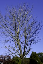 Naked maple tree sm.jpg
