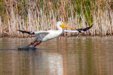 PelicanSequence-130.jpg