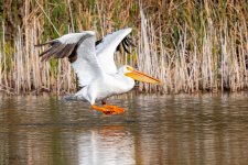 PelicanSequence-131.jpg