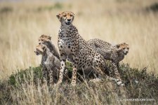 cheetah 3 cubs exposuretours.JPG