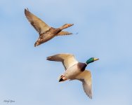 MallardsFlight-120.jpg