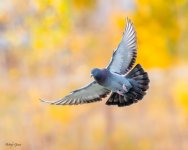 PigeonAutumn-120.jpg