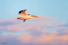PelicanSunrise-120.jpg
