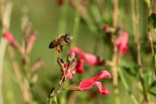 Z50_0048R_NSh_cr.jpg