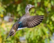 WoodDuckFlight-131.jpg