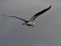 BlueHeron.jpg