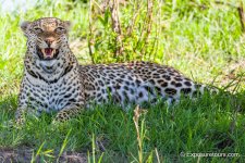 leopard snarl exposuretours.JPG