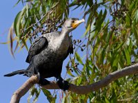 Cormorant3.jpg