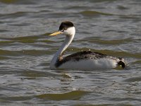 Grebe2.jpg