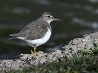 Sandpiper3.jpg