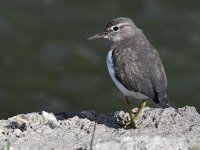 Sandpiper8.jpg