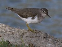 Sandpiper11.jpg