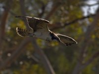 Osprey.jpg