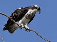 Osprey3.jpg
