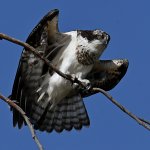 Osprey12.jpg