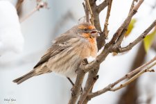 HouseFinchSnow-141.jpg