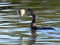 Cormorant.jpg