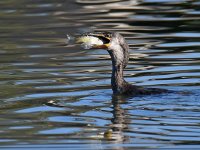 Cormorant4.jpg