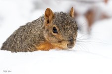 SquirrelSnow-142.jpg