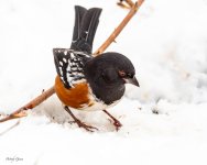 TowheeSnow-142.jpg