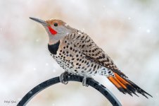 FlickerSnow-143.jpg