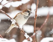 HouseSparrowSnow-143.jpg
