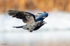 CrowFlight-150.jpg