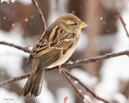 HouseSparrowSnow-160.jpg