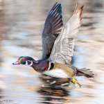 WoodDuckTakeoff-160.jpg