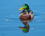 MallardReflection-160.jpg