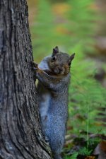 Squirrel-small_220.JPG