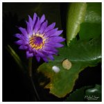 purple-1.jpg