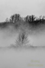 2024-01-07 Trees.jpg