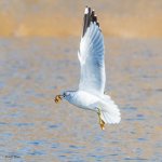GullCrawdad-161.jpg