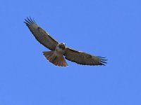 Hawk3.jpg