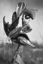 Milkweed-small_232.JPG