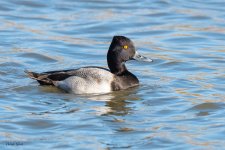 LesserScaup-161.jpg