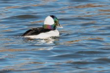 MigratoryDucks-162.jpg