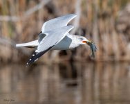 GullFish-163.jpg